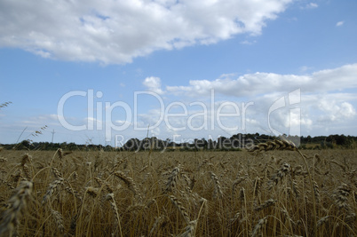 Spikes field