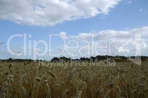 Spikes field