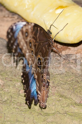 owl butterfly