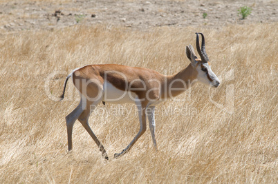 Antidorcas marsupialis