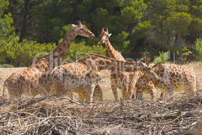 Giraffa camelopardalis peralta