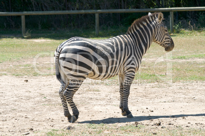 Equus quagga