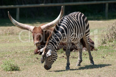 Equus quagga