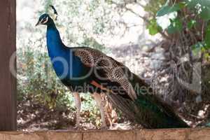 Pavo cristatus