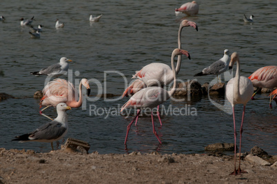 Phoenicopterus