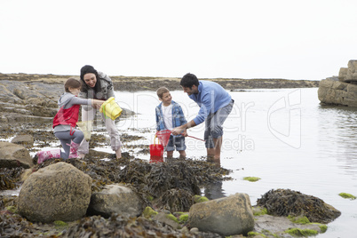 Young family at beach collecting shells