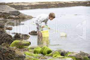 Boy on beach collecting shells