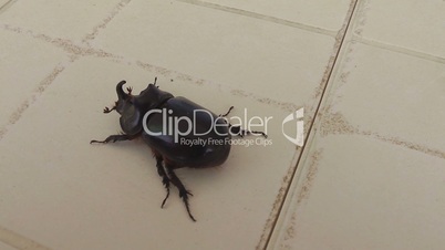 Rhinoceros beetle scarab