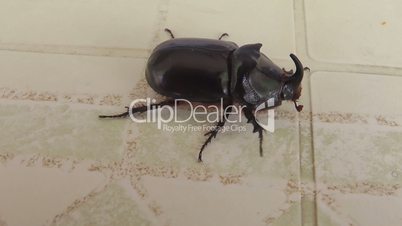 Rhinoceros beetle scarab