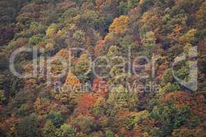 Herbstlicher Wald am Rhein bei Assmannshausen