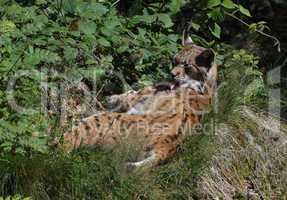 Luchs