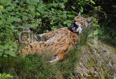 Luchs