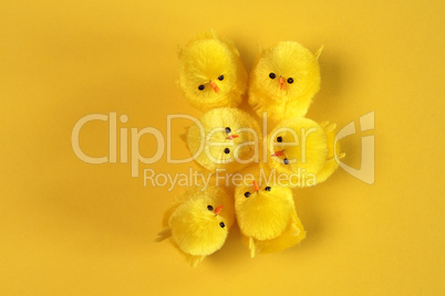 Cute chicks