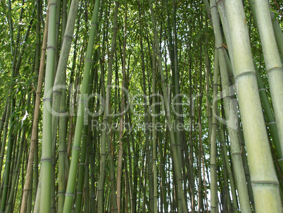 Bamboo picture