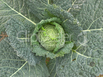 Cabbage picture