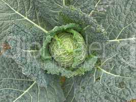 Cabbage picture