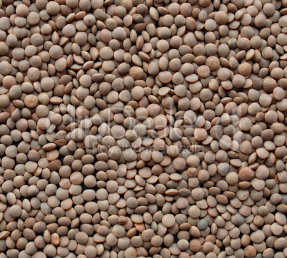 Lentils picture