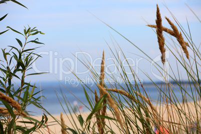 Blick durch Dünengras auf Strand / Looking through dune grass on beach