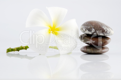 Frangipani on therapy stones