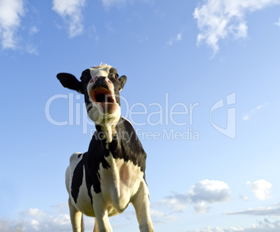 astonished looking cow
