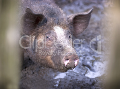 pig in mud