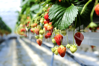 strawberrys in a greenhouse