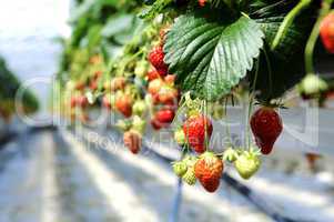 strawberrys in a greenhouse