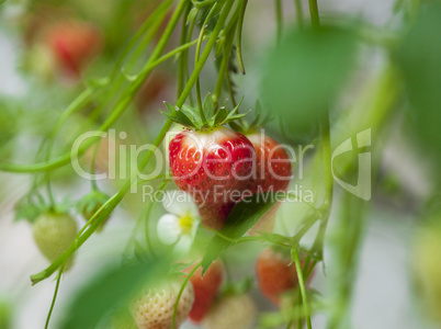 strawberry in a glasshouse