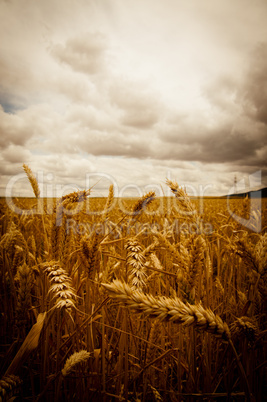 wheat field