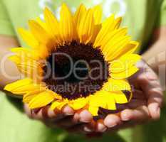 sunflower in the hands of a girl
