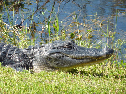 Alligator sonnt sich am Flussufer