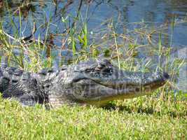 Alligator sonnt sich am Flussufer