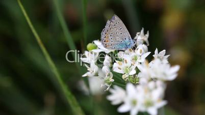 Blue butterfly and fly.