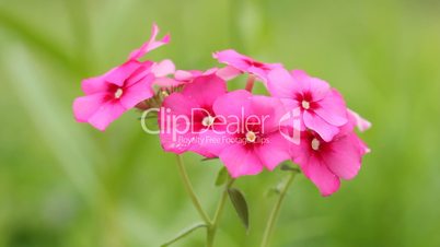 Closeup pink flower on breeze - green grass blur background
