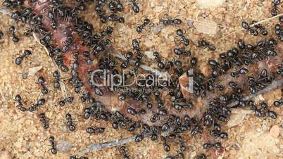 Ant eating large dead worm closeup panning