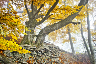 yellow autumn forest