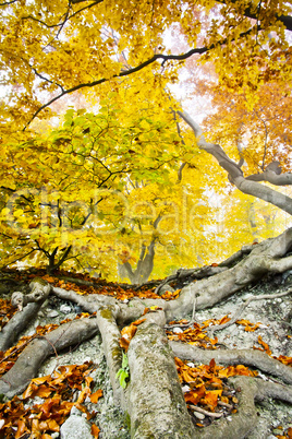 yellow autumn forest