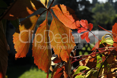 Herbstliches Weinlaub im Gegenlicht