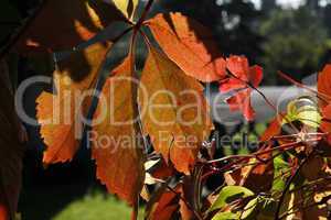 Herbstliches Weinlaub im Gegenlicht