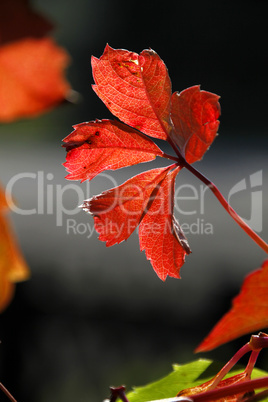 Herbstliches Weinlaub im Gegenlicht