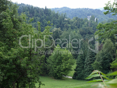 Trees on a hill