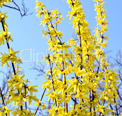 Forsythia picture