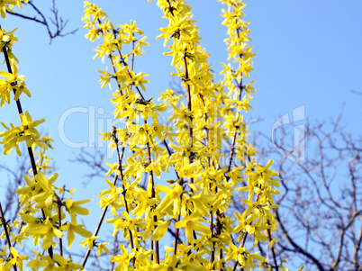 Forsythia picture