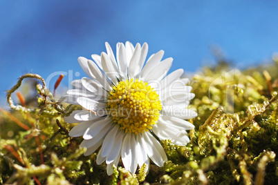 gänseblümchen