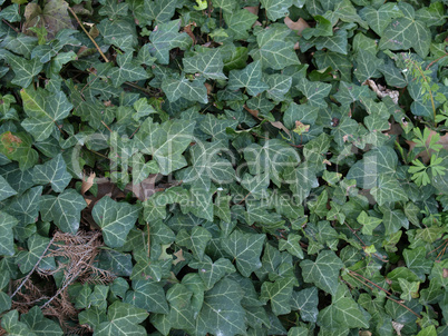 Ivy picture