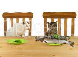 Kater und Katze bei Tisch