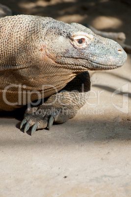 Komodo Dragon