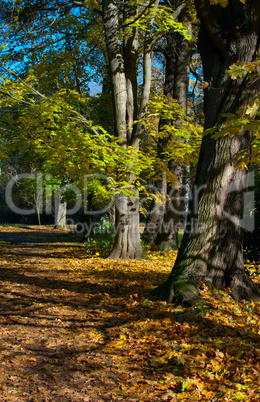 Autumn Forest