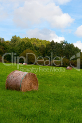 Harvested Meadow