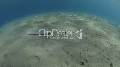 Blue spotted stingray foraging in the sand for food